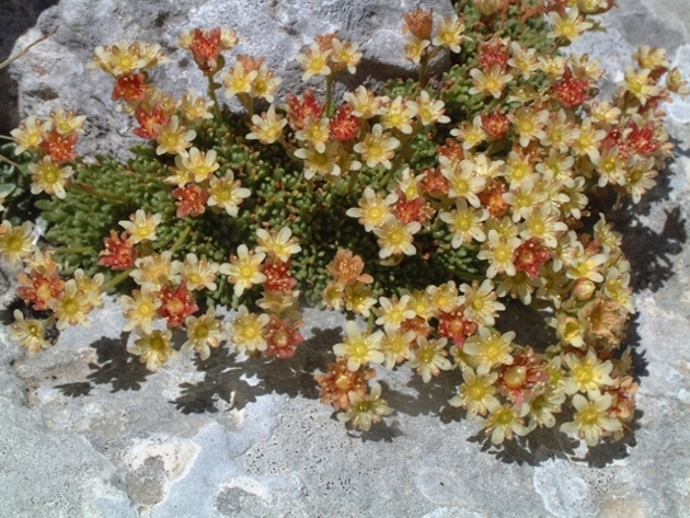 Saxifraga exarata subsp. ampullacea /  Sassifraga del Gran Sasso